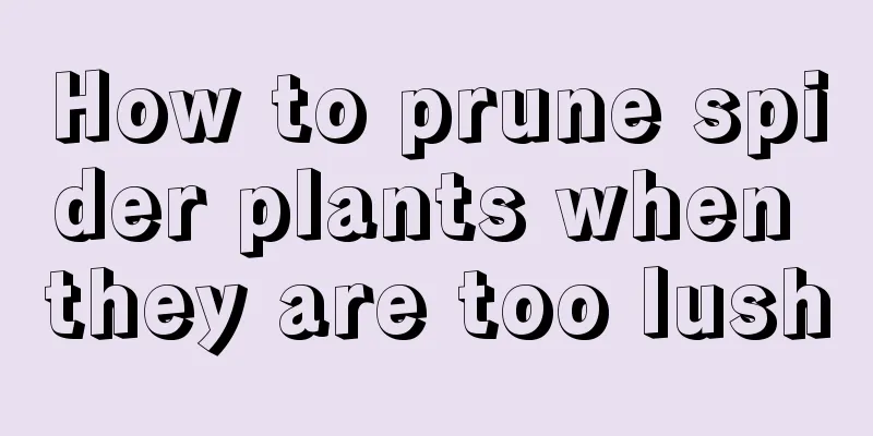 How to prune spider plants when they are too lush