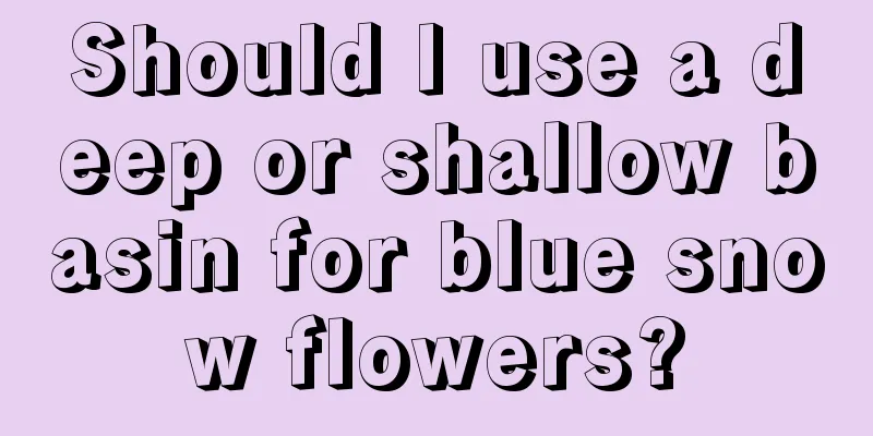 Should I use a deep or shallow basin for blue snow flowers?