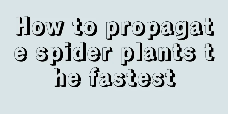 How to propagate spider plants the fastest