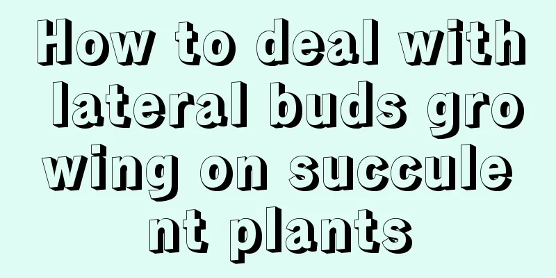 How to deal with lateral buds growing on succulent plants