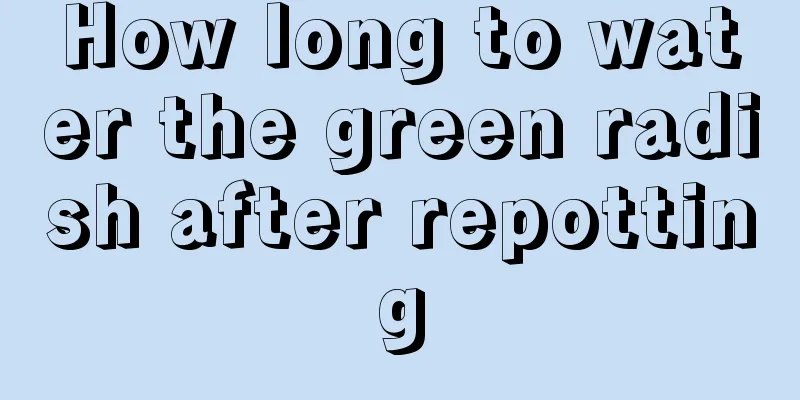 How long to water the green radish after repotting