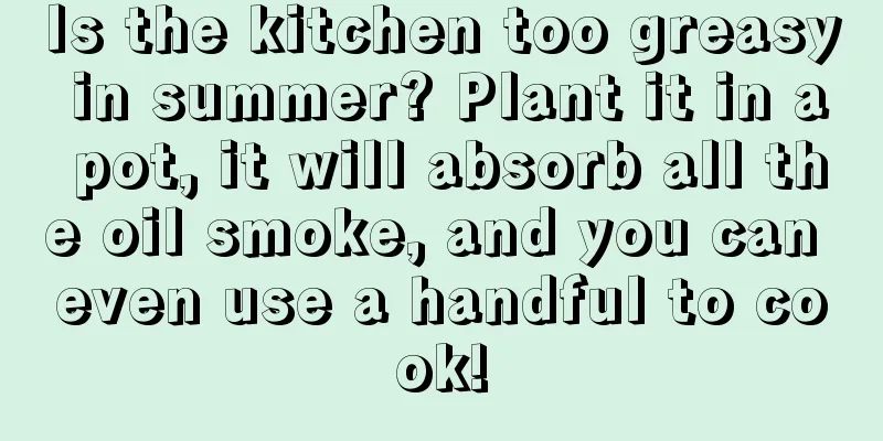 Is the kitchen too greasy in summer? Plant it in a pot, it will absorb all the oil smoke, and you can even use a handful to cook!