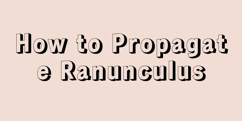 How to Propagate Ranunculus