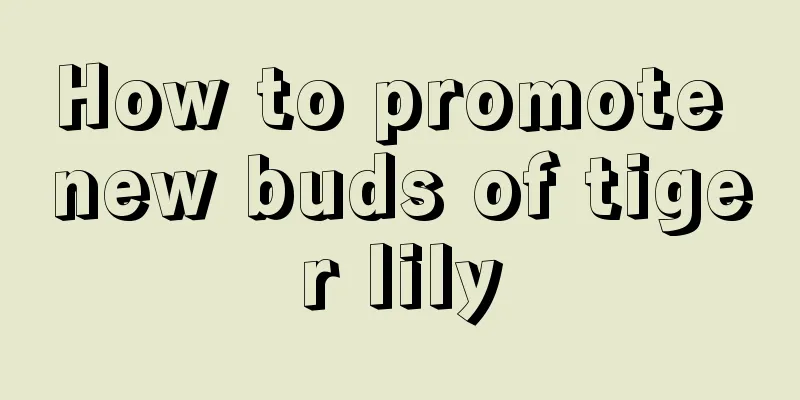 How to promote new buds of tiger lily