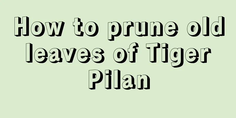 How to prune old leaves of Tiger Pilan