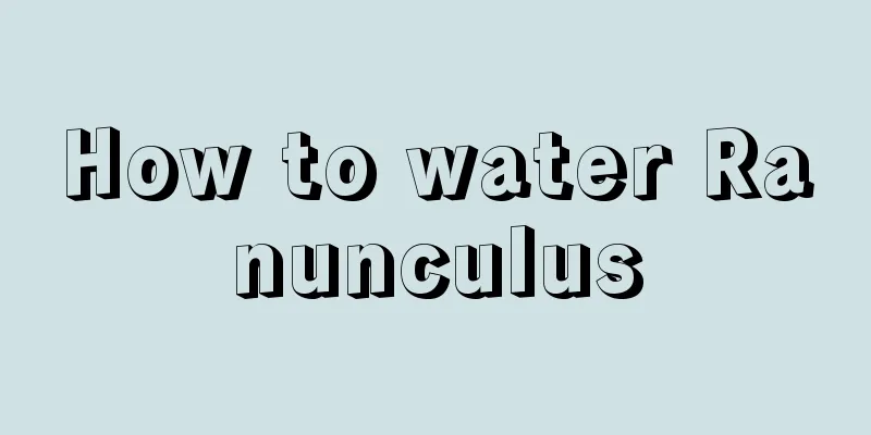 How to water Ranunculus