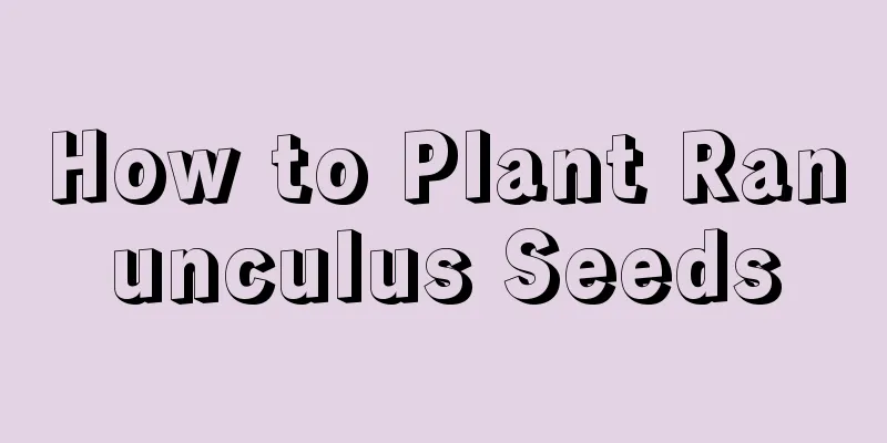 How to Plant Ranunculus Seeds