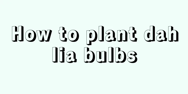 How to plant dahlia bulbs