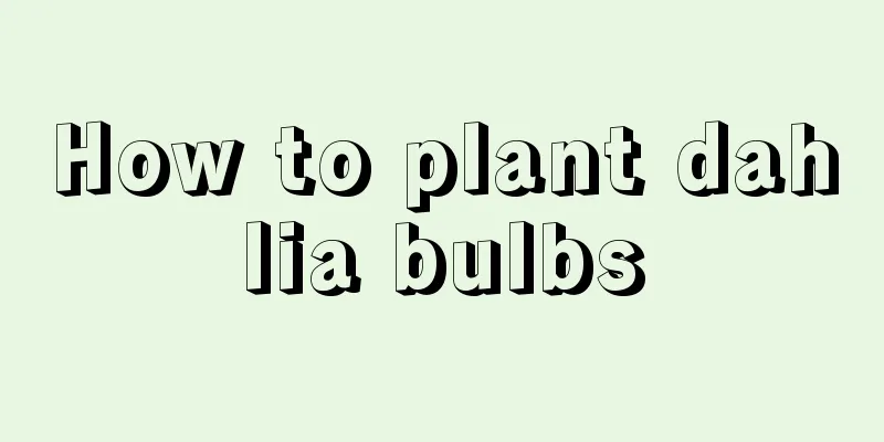 How to plant dahlia bulbs