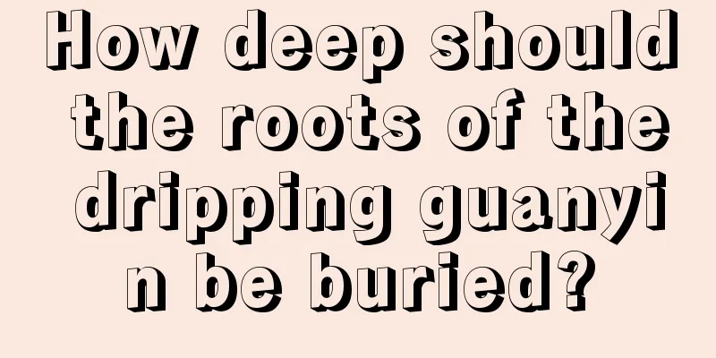 How deep should the roots of the dripping guanyin be buried?