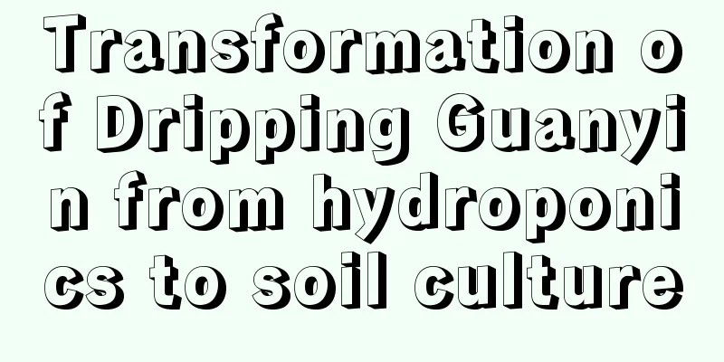 Transformation of Dripping Guanyin from hydroponics to soil culture