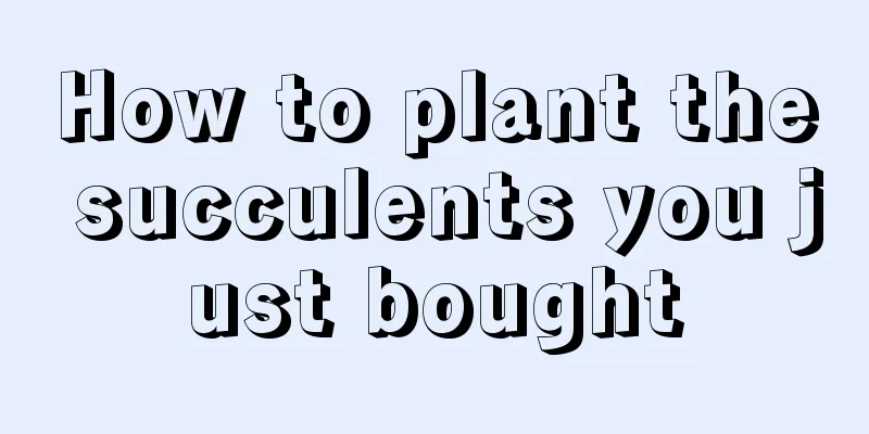 How to plant the succulents you just bought