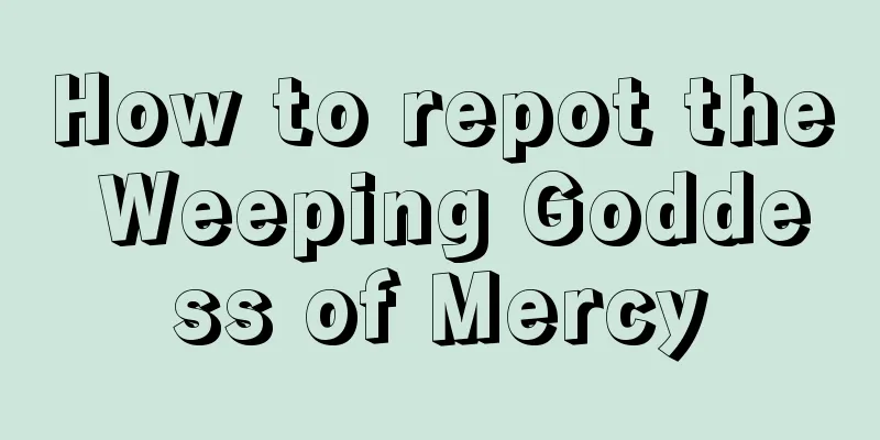 How to repot the Weeping Goddess of Mercy