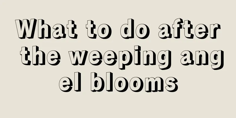 What to do after the weeping angel blooms