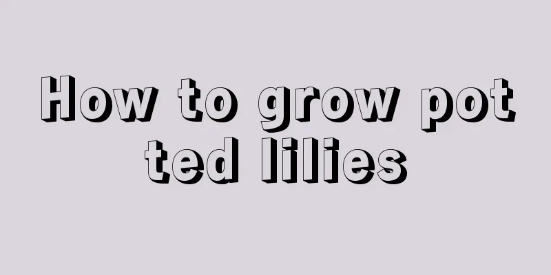 How to grow potted lilies