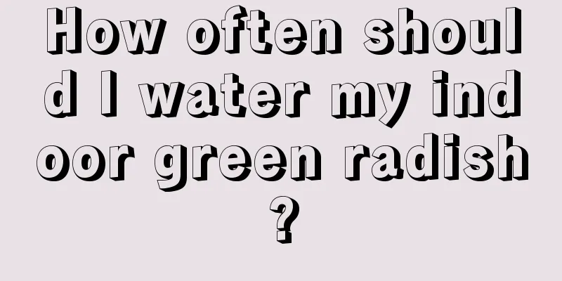 How often should I water my indoor green radish?