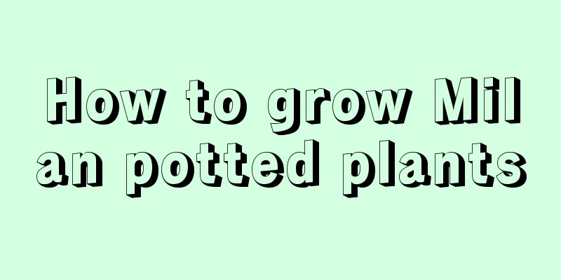 How to grow Milan potted plants