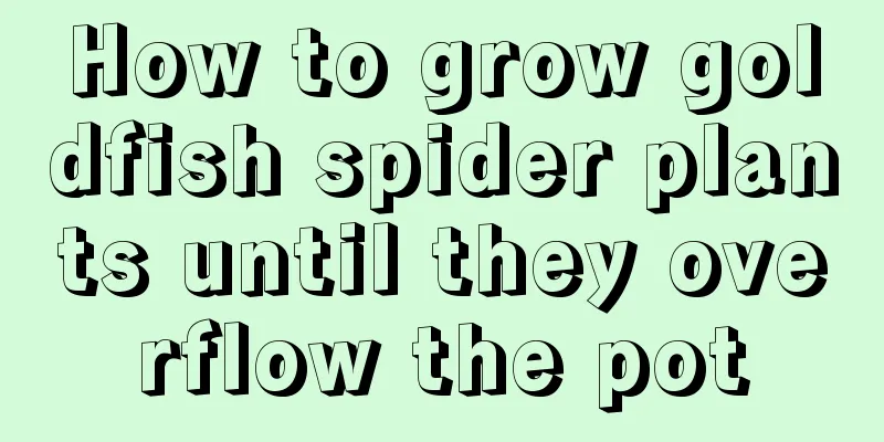 How to grow goldfish spider plants until they overflow the pot