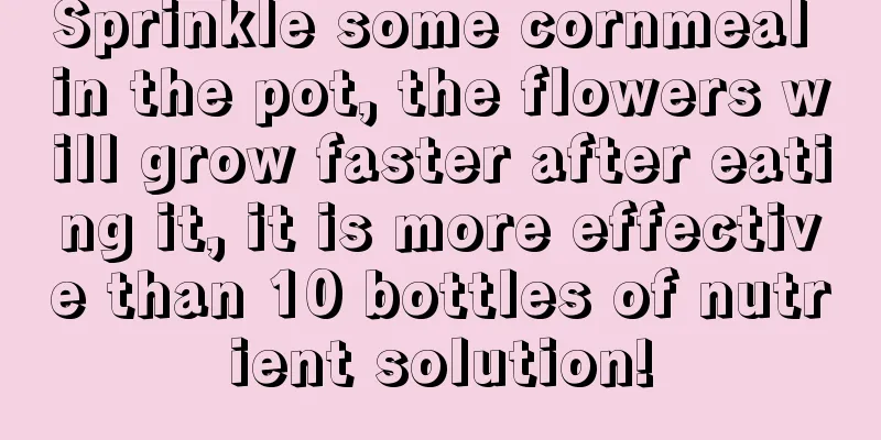 Sprinkle some cornmeal in the pot, the flowers will grow faster after eating it, it is more effective than 10 bottles of nutrient solution!