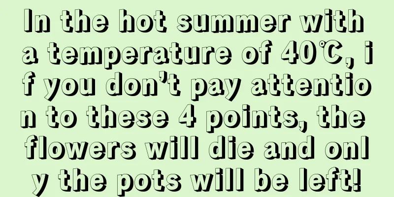 In the hot summer with a temperature of 40℃, if you don’t pay attention to these 4 points, the flowers will die and only the pots will be left!