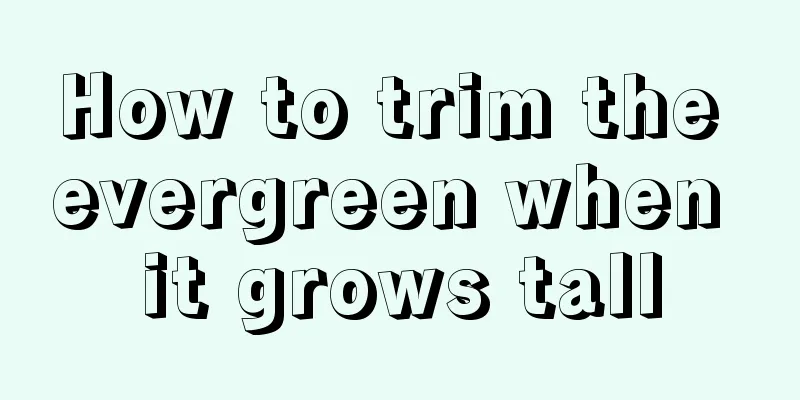 How to trim the evergreen when it grows tall