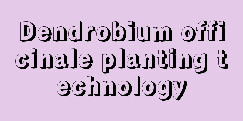 Dendrobium officinale planting technology