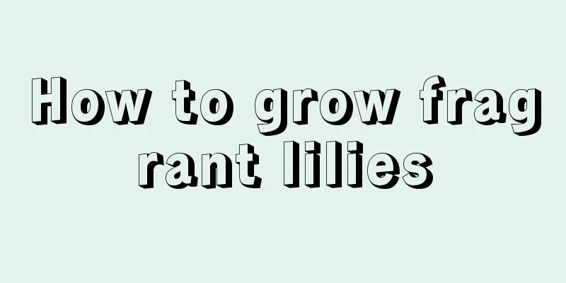 How to grow fragrant lilies