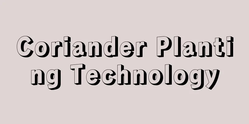 Coriander Planting Technology