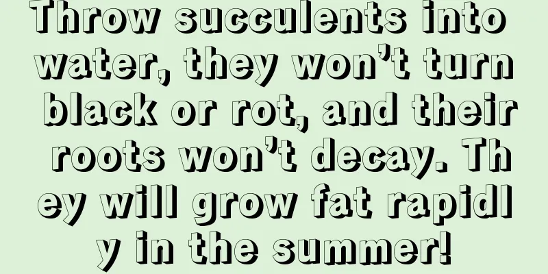 Throw succulents into water, they won’t turn black or rot, and their roots won’t decay. They will grow fat rapidly in the summer!