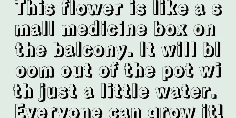 This flower is like a small medicine box on the balcony. It will bloom out of the pot with just a little water. Everyone can grow it!