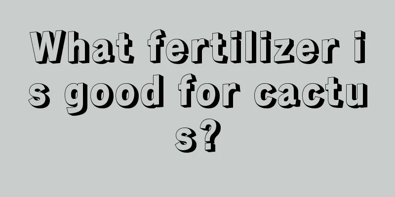 What fertilizer is good for cactus?