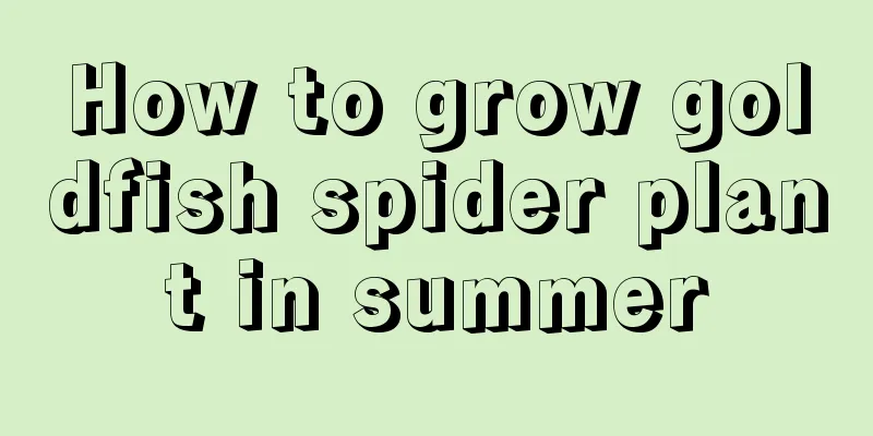 How to grow goldfish spider plant in summer