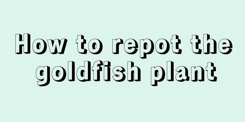 How to repot the goldfish plant