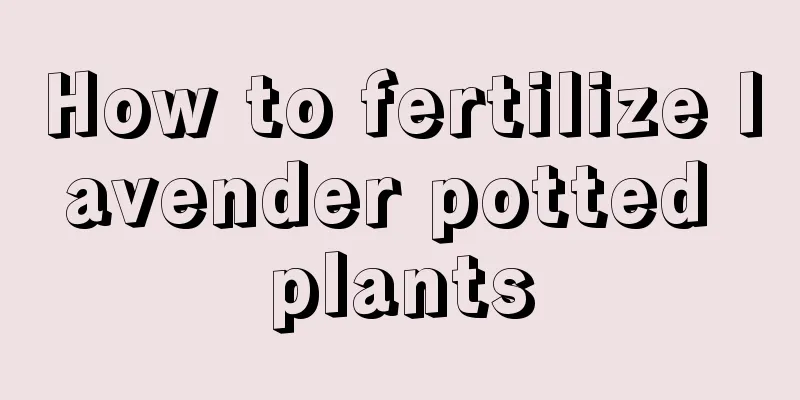 How to fertilize lavender potted plants