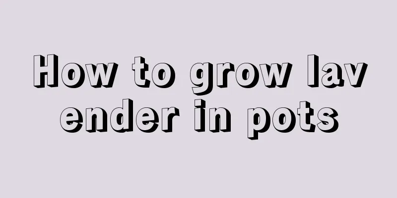 How to grow lavender in pots