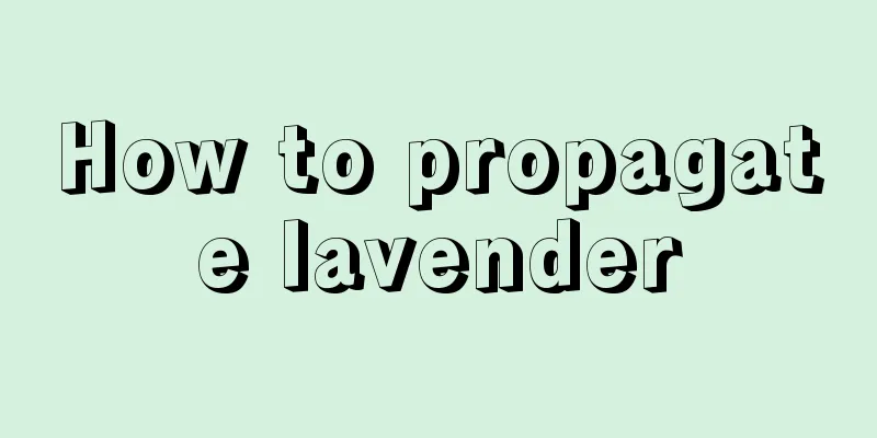 How to propagate lavender