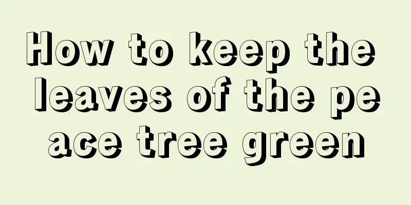 How to keep the leaves of the peace tree green