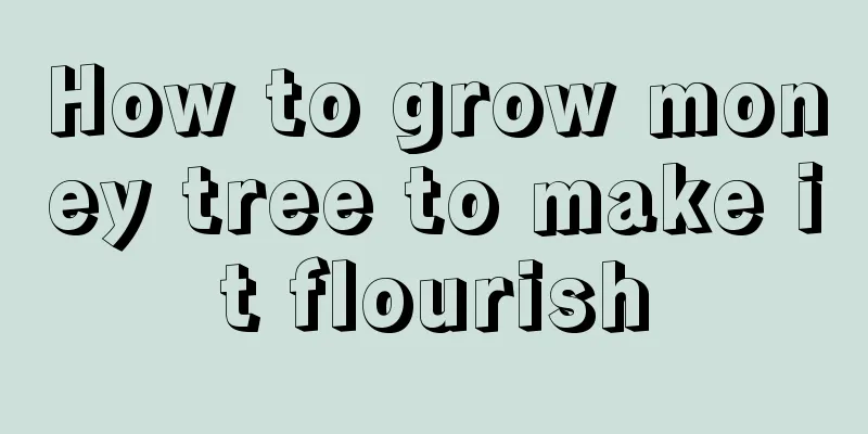 How to grow money tree to make it flourish