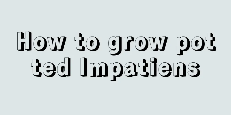 How to grow potted Impatiens