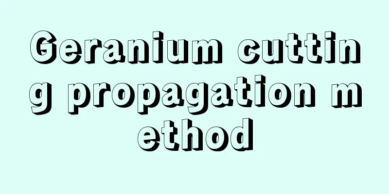 Geranium cutting propagation method