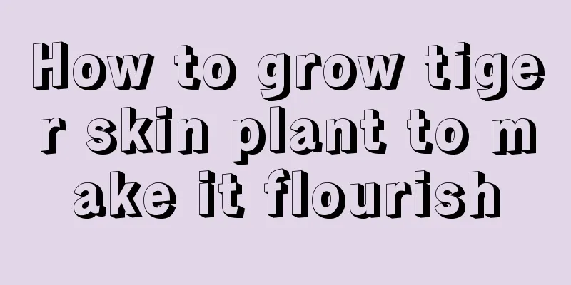 How to grow tiger skin plant to make it flourish