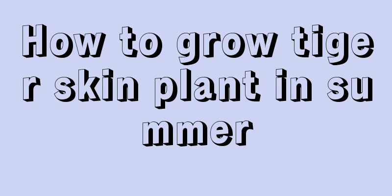 How to grow tiger skin plant in summer