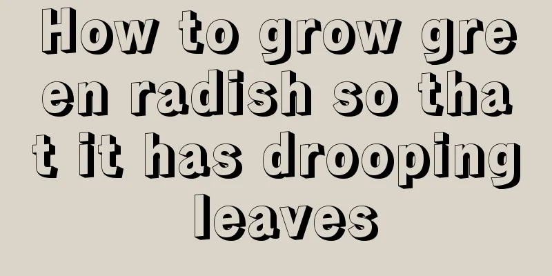 How to grow green radish so that it has drooping leaves