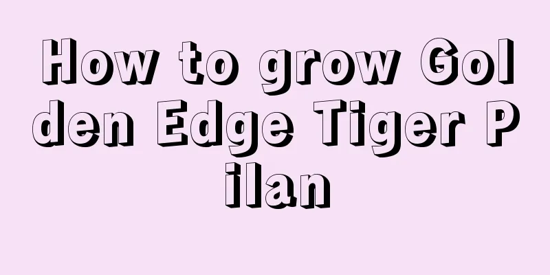 How to grow Golden Edge Tiger Pilan