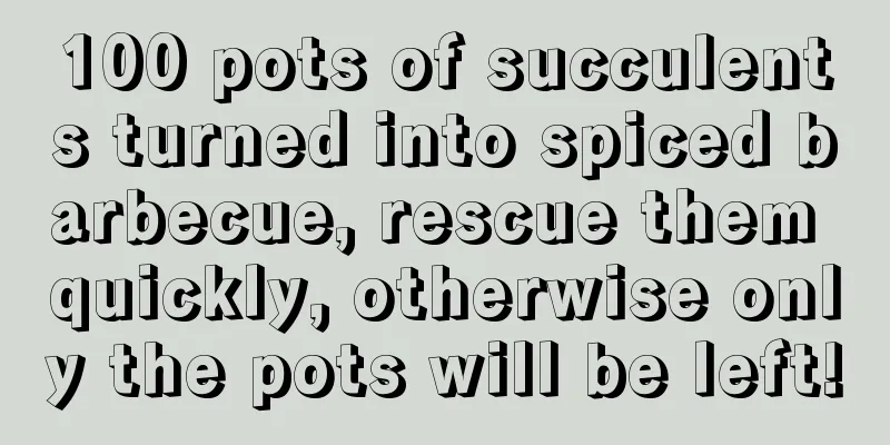 100 pots of succulents turned into spiced barbecue, rescue them quickly, otherwise only the pots will be left!