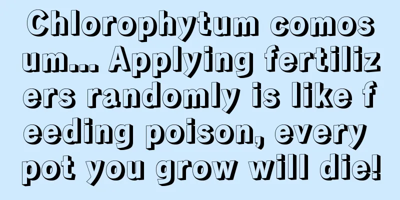 Chlorophytum comosum... Applying fertilizers randomly is like feeding poison, every pot you grow will die!