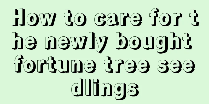 How to care for the newly bought fortune tree seedlings