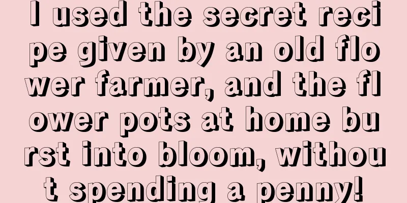 I used the secret recipe given by an old flower farmer, and the flower pots at home burst into bloom, without spending a penny!