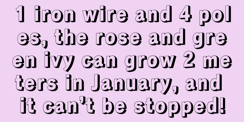 1 iron wire and 4 poles, the rose and green ivy can grow 2 meters in January, and it can’t be stopped!