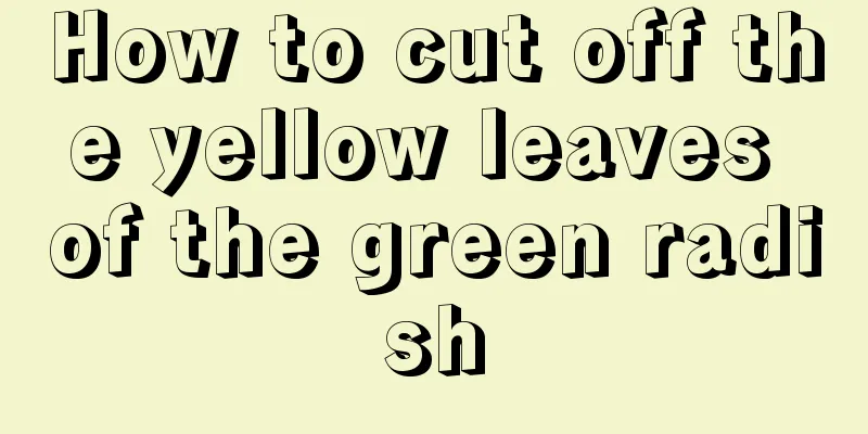 How to cut off the yellow leaves of the green radish